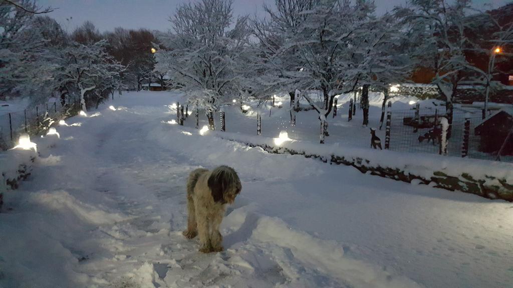 Casa Bunicului Villa Vistisoara Buitenkant foto